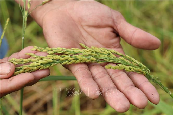 Lúa mùa nổi trổ bông nhiều cho hạt to, tròn. Ảnh: Thanh Sang-TTXVN